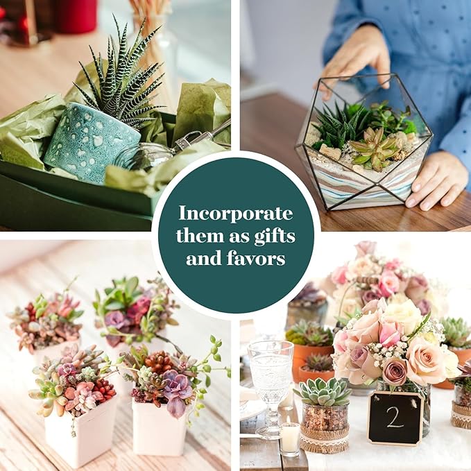 Shop Succulents Unique Succulent Plant Pack Collection - Live Mini Succulent Plants, Low Maintenance, Exceptional Colors & Textures - Wedding and Party Favors, Gift & Garden, Pack of 6
