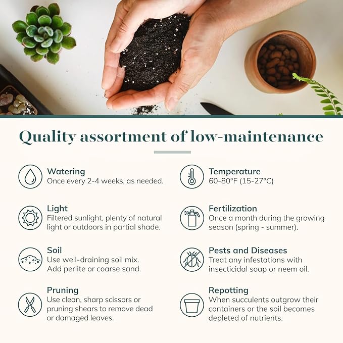 Shop Succulents Rosette Succulent Plant Pack Collection - Live Mini Succulent Plants, Low Maintenance, Floral Shaped Mix of Colors & Textures - Wedding and Party Favors, Gift & Garden, Pack of 6