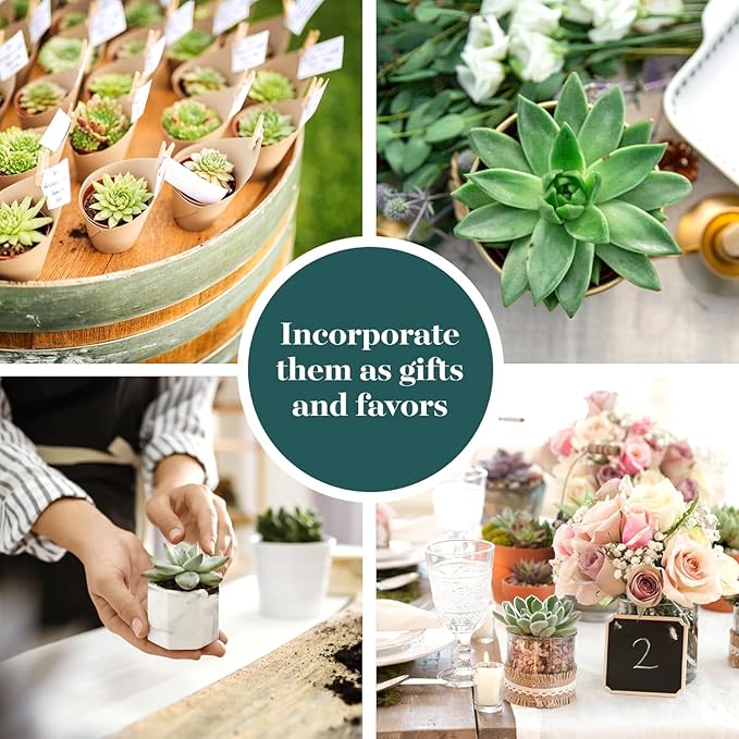 Shop Succulents Rosette Succulent Plant Pack Collection - Live Mini Succulent Plants, Low Maintenance, Floral Shaped Mix of Colors & Textures - Wedding and Party Favors, Gift & Garden, Pack of 100