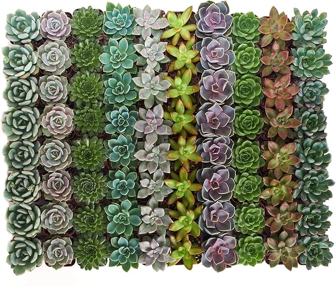 Shop Succulents Rosette Succulent Plant Pack Collection - Live Mini Succulent Plants, Low Maintenance, Floral Shaped Mix of Colors & Textures - Wedding and Party Favors, Gift & Garden, Pack of 256