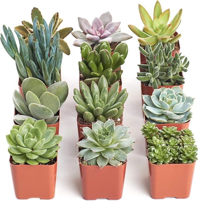 Shop Succulents Unique Succulent Plant Pack Collection - Live Mini Succulent Plants, Low Maintenance, Exceptional Colors & Textures - Wedding and Party Favors, Gift & Garden, Pack of 12